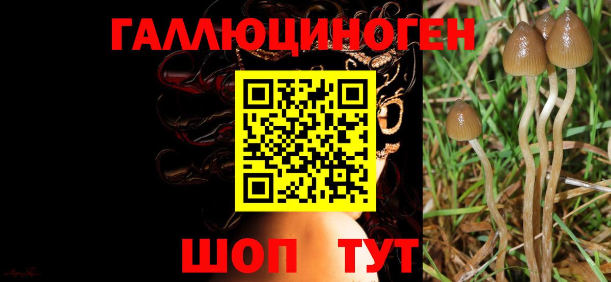 Королёв  Псилоцибиновые грибы MAGIC MUSHROOMS  Вход с VPN 